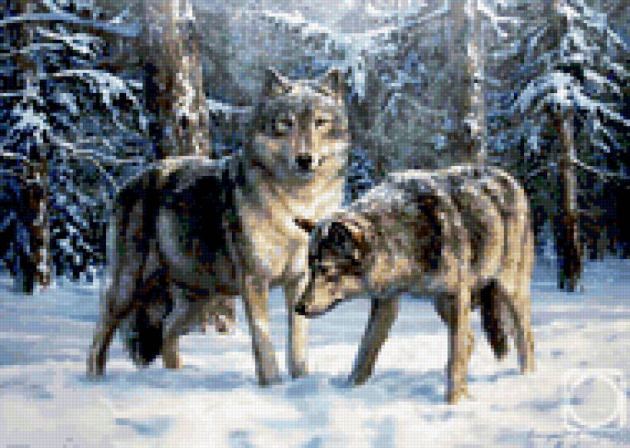 0094 - природа, животные, волки, зима, картина, красота - предпросмотр