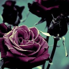Схема вышивки «тёмные розы»