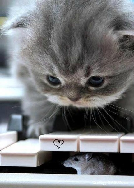 малыши и пианино - кот, котенок, мышь, музыка - оригинал