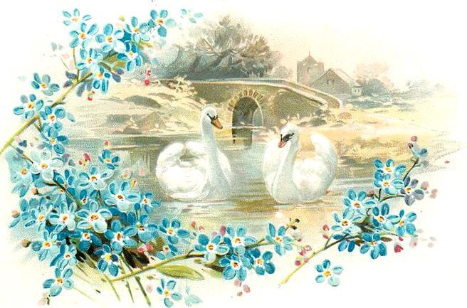 Лебеди - винтаж, цветы, лебеди, птицы, красота, незабудка, незабудки - оригинал