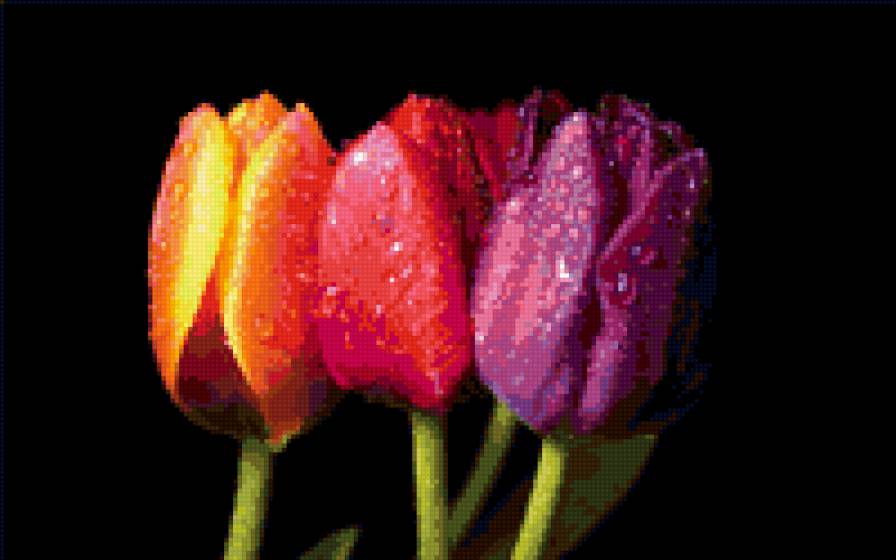 тюльпаны - цветы - предпросмотр