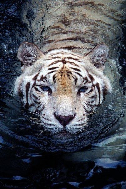 тигр в воде - хищник, тигр, животные - оригинал