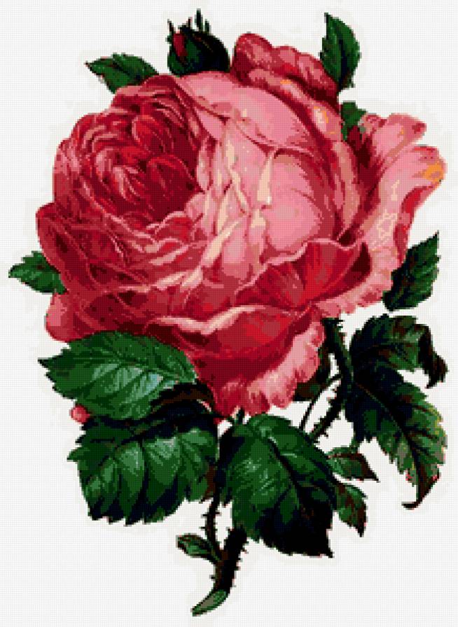 королева цветов - роза, веты - предпросмотр