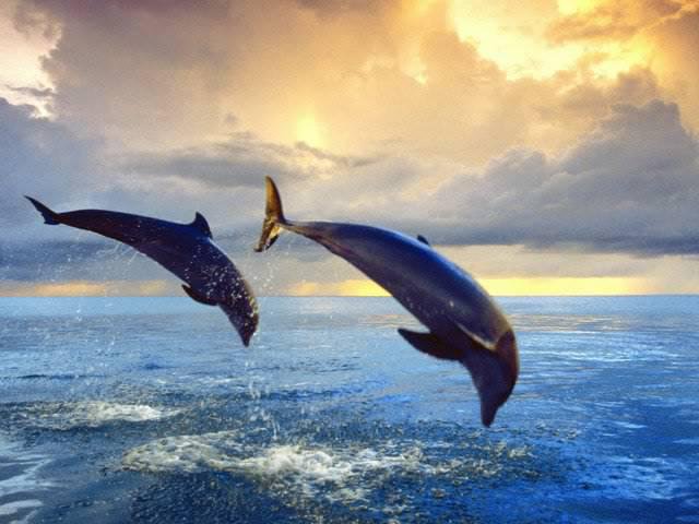 дельфины - море, дельфины, вода - оригинал