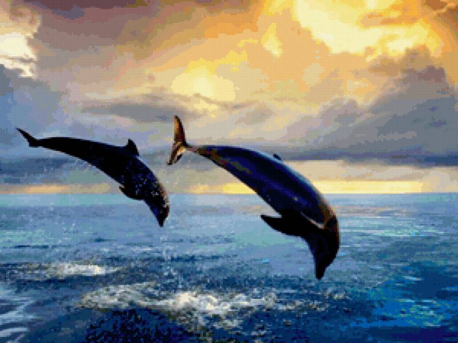 дельфины - море, дельфины, вода - предпросмотр