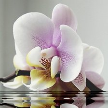 Оригинал схемы вышивки «орхидея» (№347567)