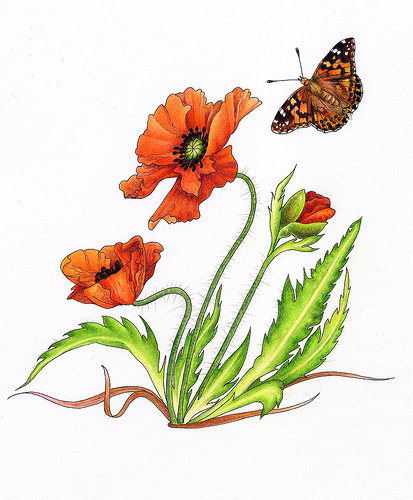 бабочка и маки - цветы, бабочка, маки, насекомые - оригинал