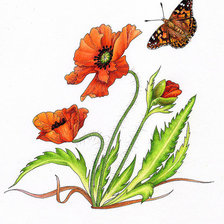 Оригинал схемы вышивки «бабочка и маки» (№347785)