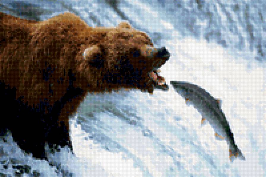 медведь на рыбалке - рыбалка, медведь - предпросмотр