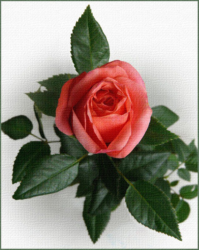 роза - розы, роза, цветы, цветок - оригинал