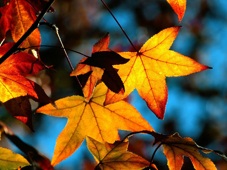 Кленовые листья - листья, осень - оригинал