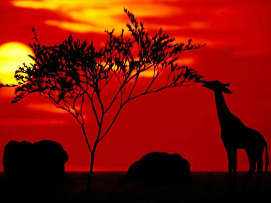 Жираф при красивом закате) - картина, закат, жираф - оригинал