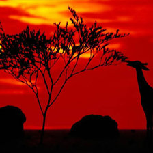 Жираф при красивом закате)