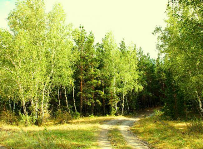 Русский лес - лето, россия, деревья, лес, природа, тропинка - оригинал
