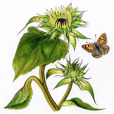 Оригинал схемы вышивки «бабочка и подсолнухи» (№348216)