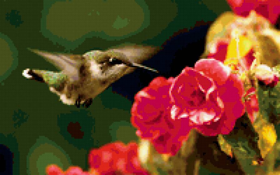 Природа - цветы, колибри - предпросмотр