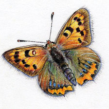 Оригинал схемы вышивки «бабочка» (№348550)