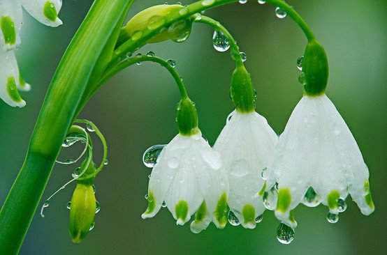 ландыши - цветы, ландыши, дождь, природа, капли - оригинал