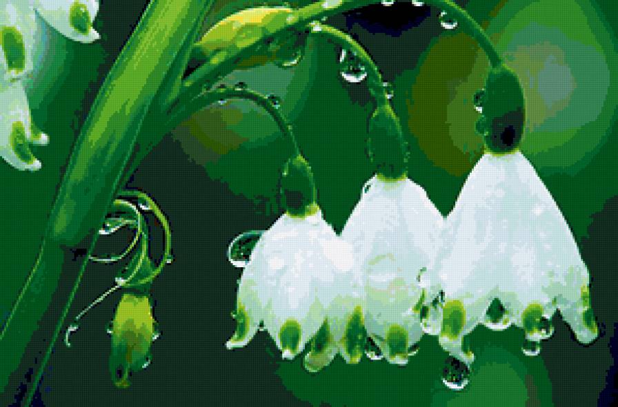 ландыши - цветы, дождь, капли, природа, ландыши - предпросмотр