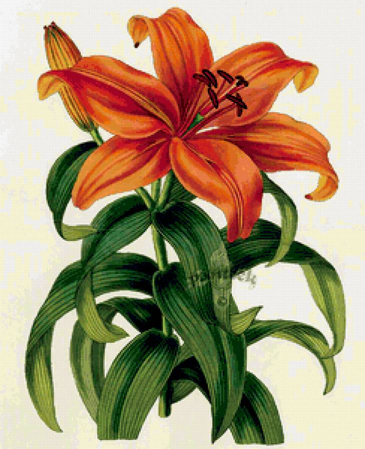 лилия - цветок - предпросмотр