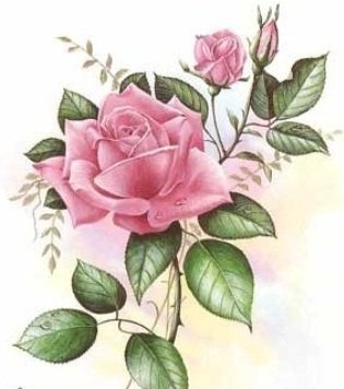роза - цветок - оригинал
