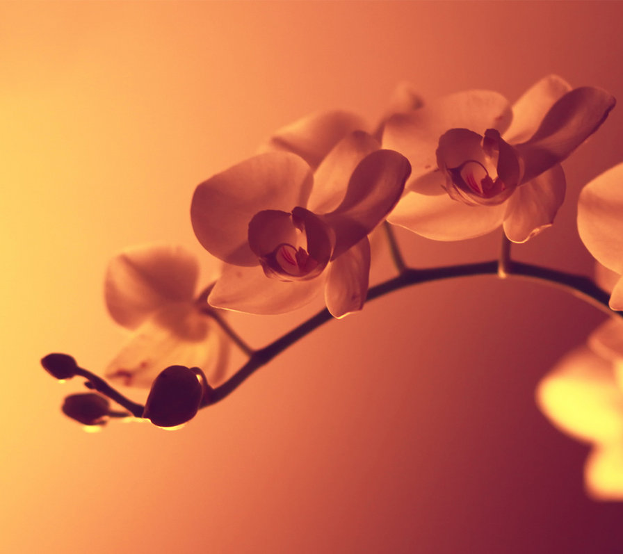 ветка орхидеи - цветы, орхидея - оригинал
