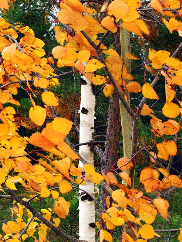 №350636 - природа, деревья, осень, пейзаж, береза - оригинал