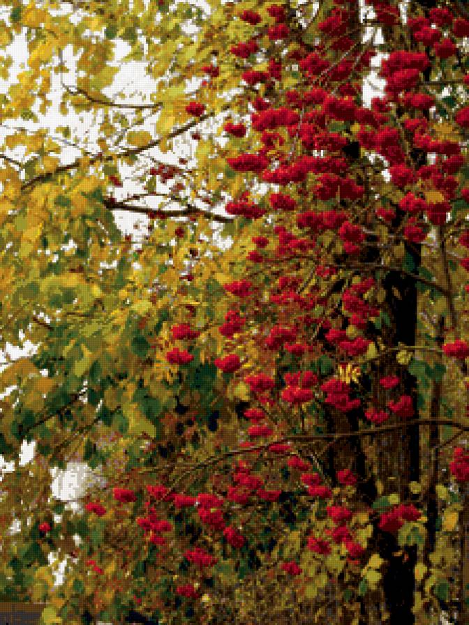 №351885 - деревья, природа, осень, пейзаж, ягоды - предпросмотр