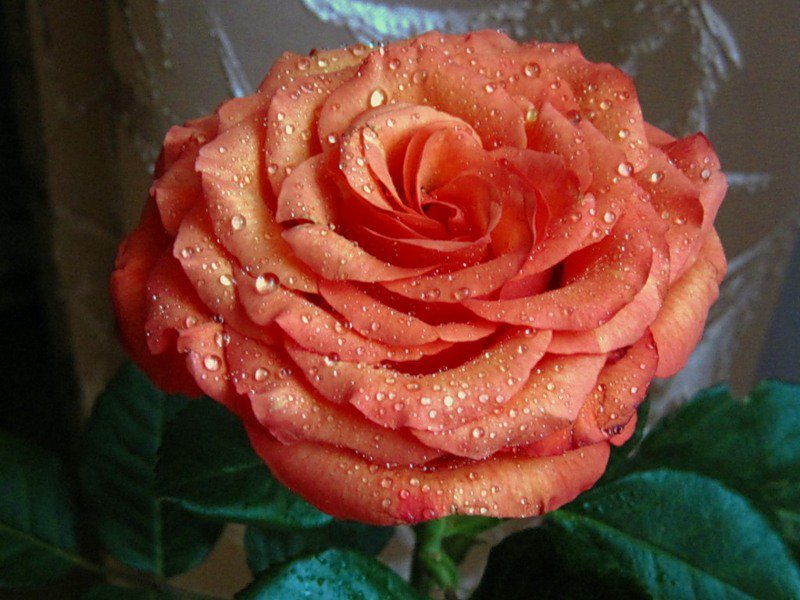 роза в росе - роза, капли, розы, цветок, цветы - оригинал