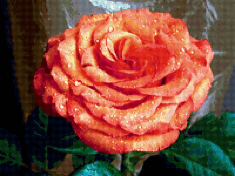 роза в росе - цветок, роза, розы, цветы, капли - предпросмотр