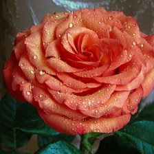 Оригинал схемы вышивки «роза в росе» (№351886)