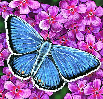 Бабочка - бабочка, цветы - оригинал