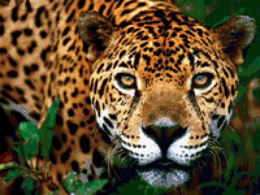 Грация кошки - ягуар, дикая природа, животные, хищники - предпросмотр