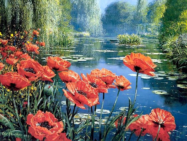 Маки на берегу пруда - цветы, пейзаж, маки - оригинал