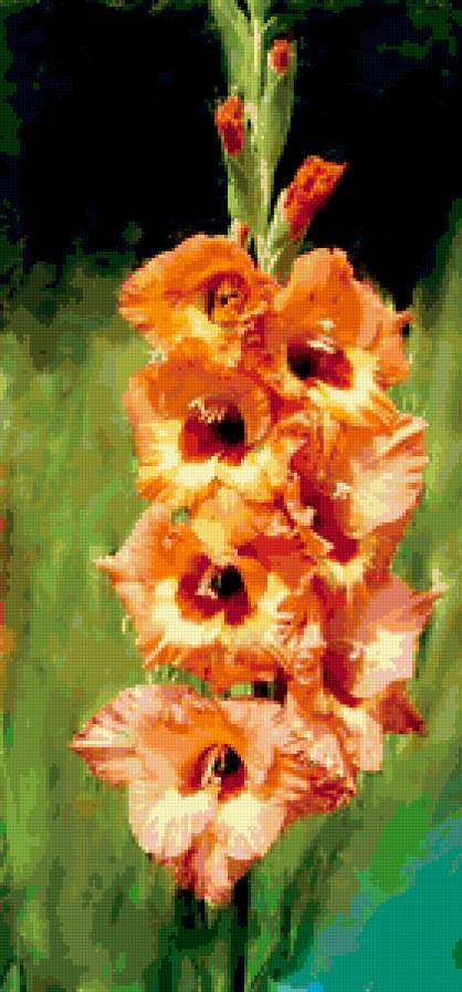 гладиолус - цветы, гладиолусы - предпросмотр