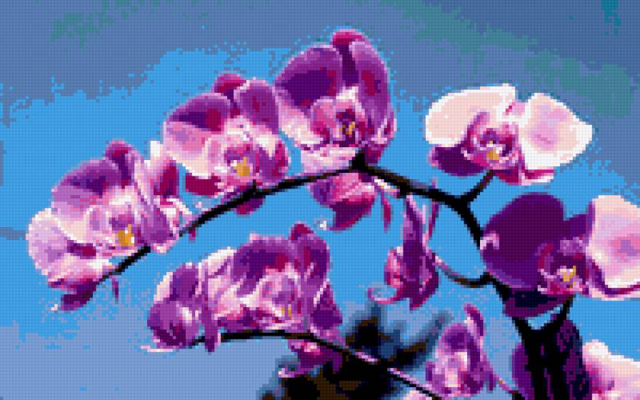 орхидея - картина цветы орхидея - предпросмотр