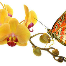 Оригинал схемы вышивки «орхидея» (№353919)