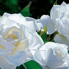 Оригинал схемы вышивки «белые розы» (№353976)