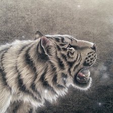 тигр 8