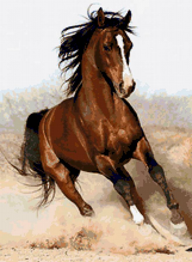Арабская лошадь - лошади, животные - предпросмотр