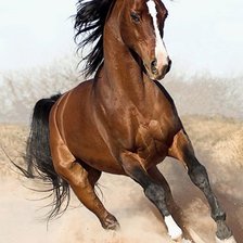 Оригинал схемы вышивки «Арабская лошадь» (№354557)