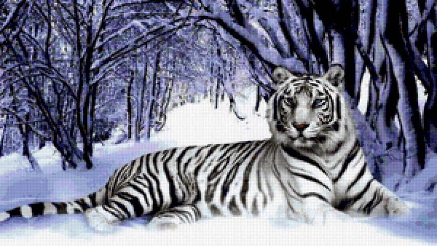 Тигр - тигр, белый тигр - предпросмотр