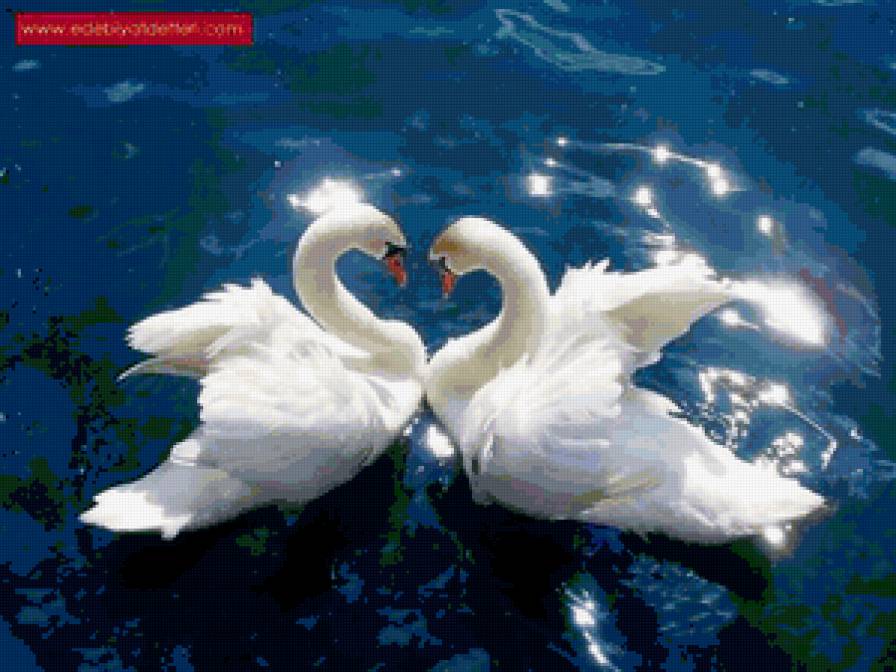 Пара белых лебедей - предпросмотр