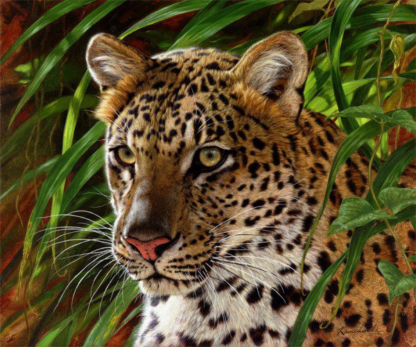 леопард - животные - оригинал
