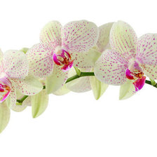 Оригинал схемы вышивки «орхидея» (№356218)
