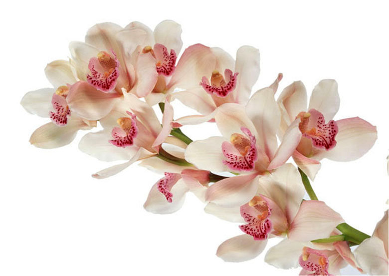 орхидея - цветы - оригинал