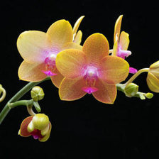 Оригинал схемы вышивки «орхидея» (№356223)