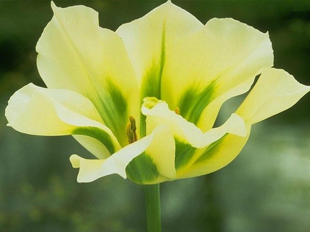 желтый тюльпан - цветы - оригинал