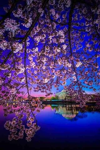 Цветение сакуры - сакура весна - оригинал