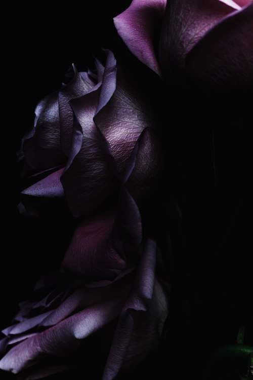 Роза на черном фоне - картина, цветы, роза, черный фон - оригинал